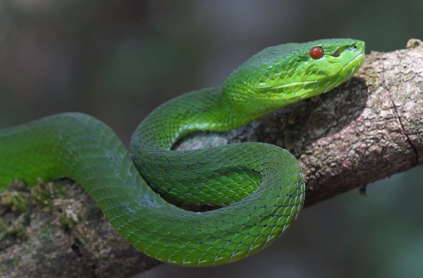 4 Poisonous Snakes in Minnesota - Dangerous Species